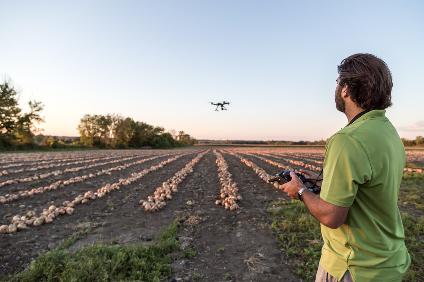 Man Flying a Drone Over an Onions Field