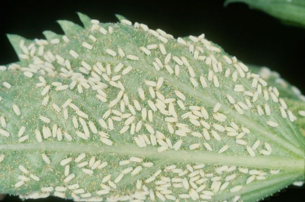 Cotton-WhiteFly Cotton-WhiteFly