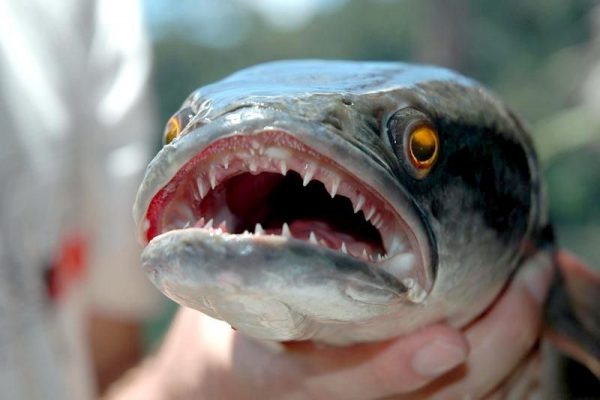 Snakehead Fish Snakehead Fish