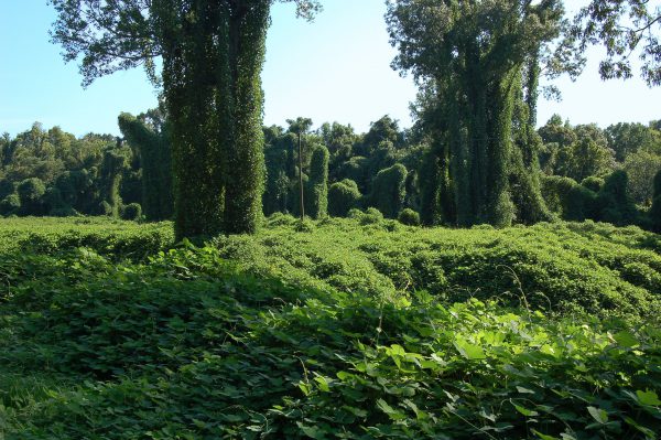 Kudzu_field_horz1-compressor