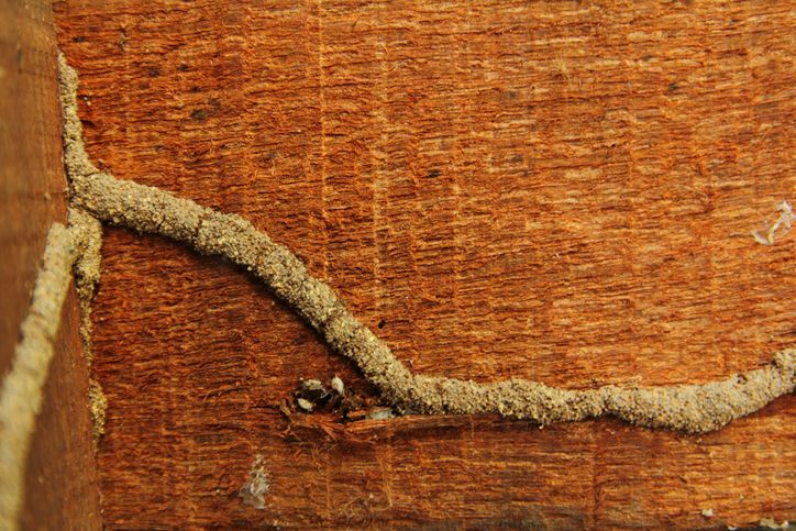 Termite Damage